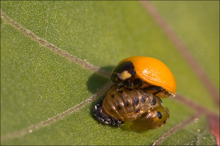 Giovani senza macchia? Coccinella septempunctata