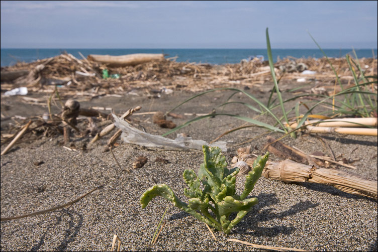 Il litorale alla Fiumara di Marina di Grosseto