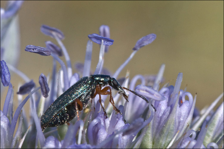 Stenostoma rostratum