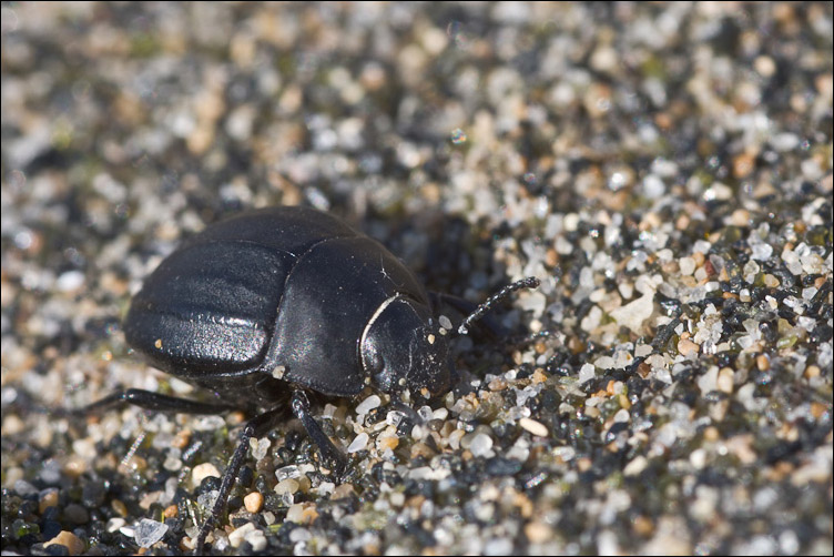 Pimelia piccolina: Erodius siculus neapolitanus