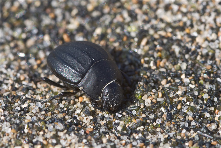 Pimelia piccolina: Erodius siculus neapolitanus