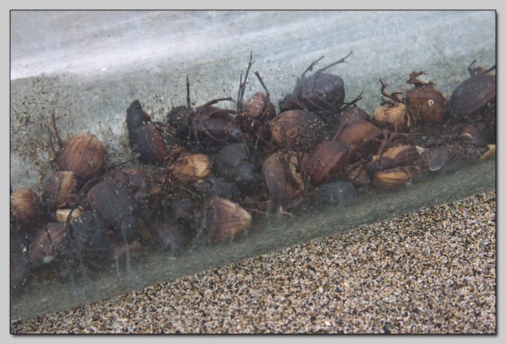 Bottled beetles