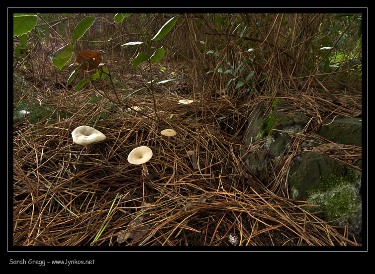 Clitocybe (plurale)?
