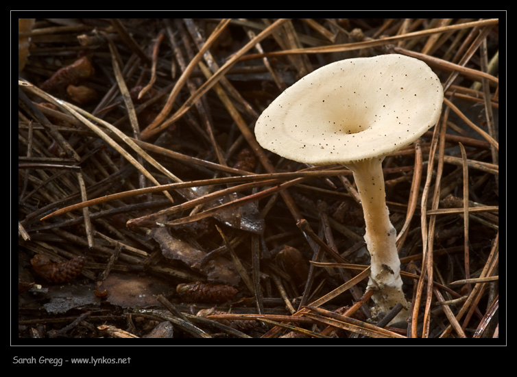 Clitocybe (plurale)?