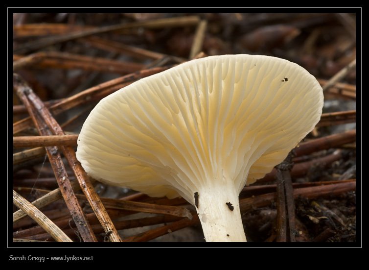 Clitocybe (plurale)?