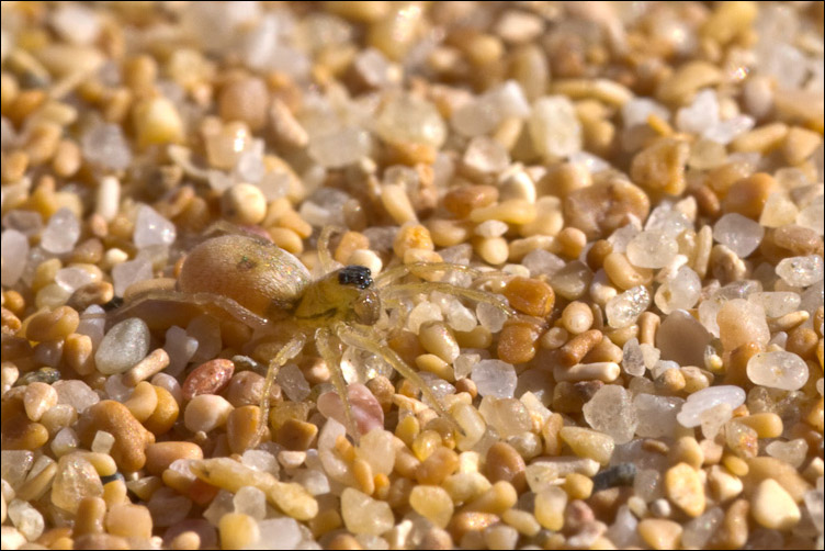 Lycosidae