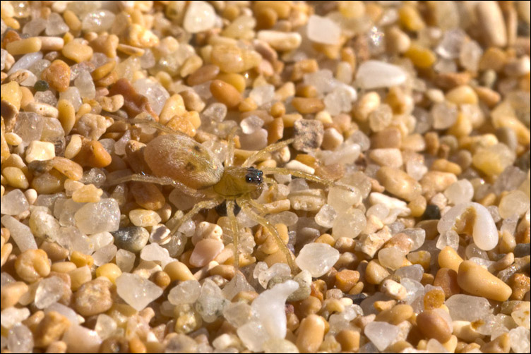 Lycosidae