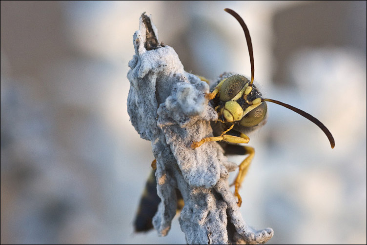 Hymenoptera della duna sarda: Stizus fasciatus M