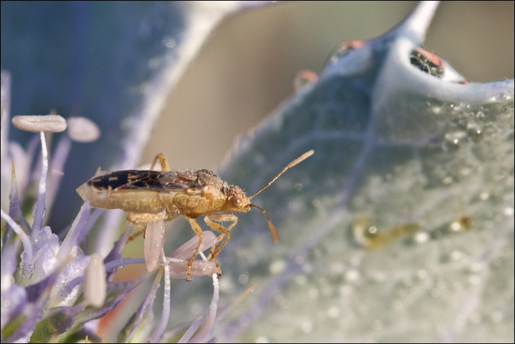 Piccolo ropalide della duna sarda: Liorhyssus hyalinus