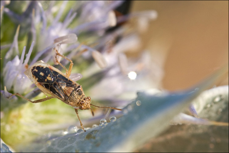 Piccolo ropalide della duna sarda: Liorhyssus hyalinus