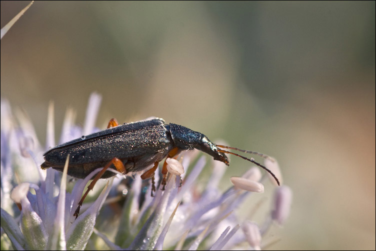 Stenostoma rostratum