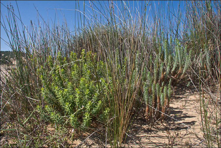 Euphorbia pithyusa subsp. cupanii / Euforbia delle Baleari