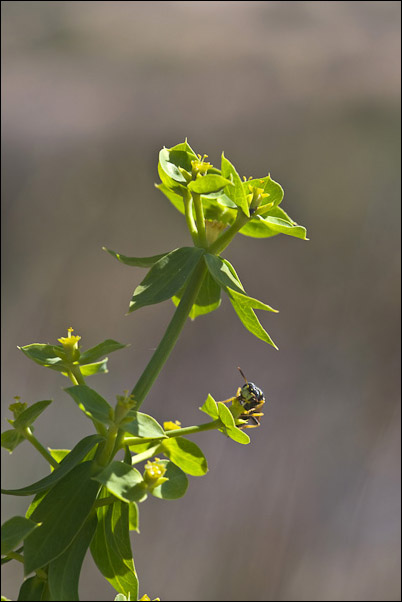 Euphorbia pithyusa subsp. cupanii / Euforbia delle Baleari