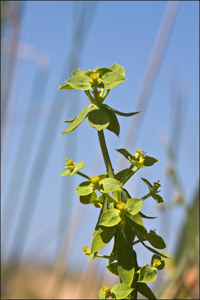 Euphorbia pithyusa subsp. cupanii / Euforbia delle Baleari