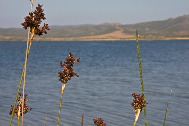 Juncus acutus