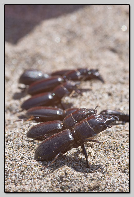 Bottled beetles