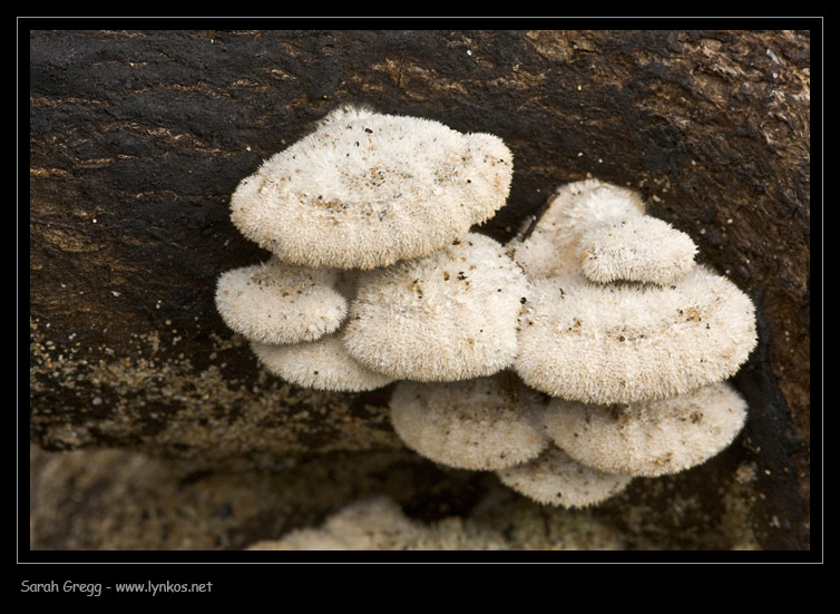 Schizophyllum commune fra il lichene (su legno di pioppo)