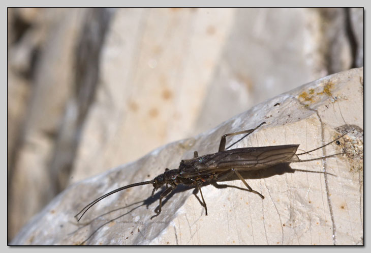 Amphinemura sp. e Capnia sp.