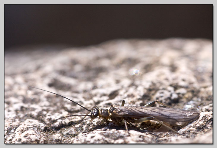 Amphinemura sp. e Capnia sp.