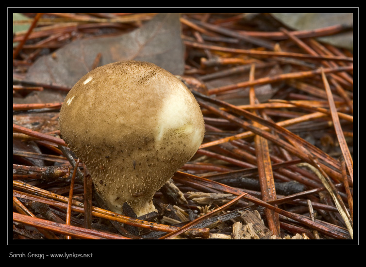 Uno Scleroderma? (cfr. Lycoperdon sp.)