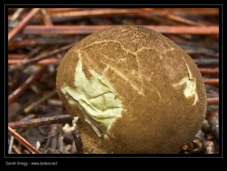 Uno Scleroderma? (cfr. Lycoperdon sp.)