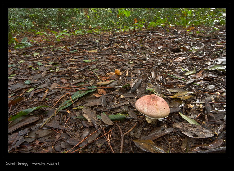 Agaricus porphyrizon