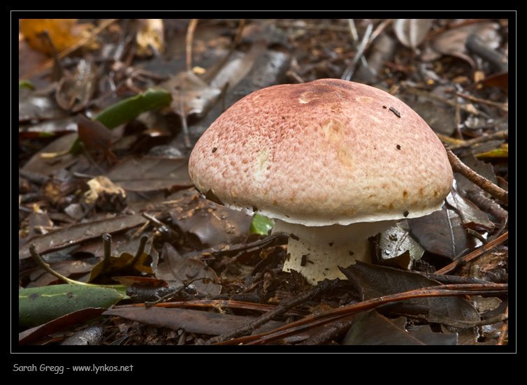 Agaricus porphyrizon