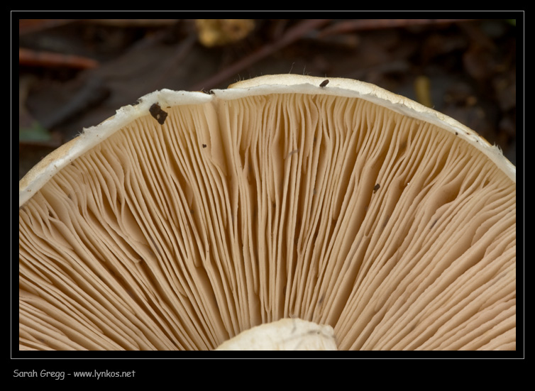 Agaricus porphyrizon