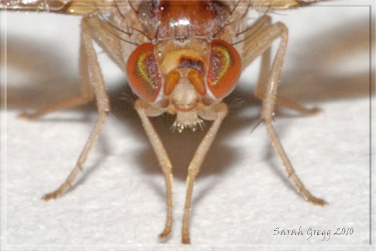Toxoneura (=Palloptera) muliebris (Pallopteridae).