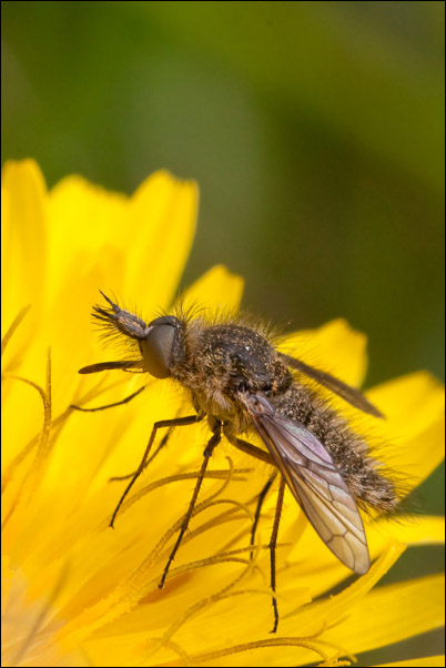 Conophorus sp.,  (Bombyliidae)