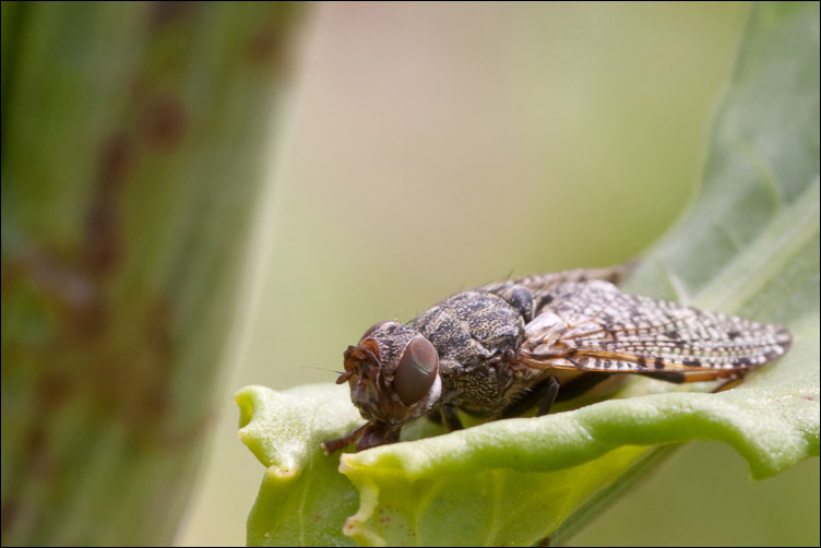 Platystoma sp. (Platystomatidae)