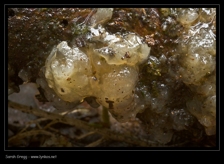 Myxarium nucleatum?