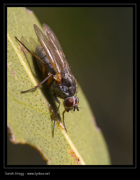 Cinque ditteri ignoti