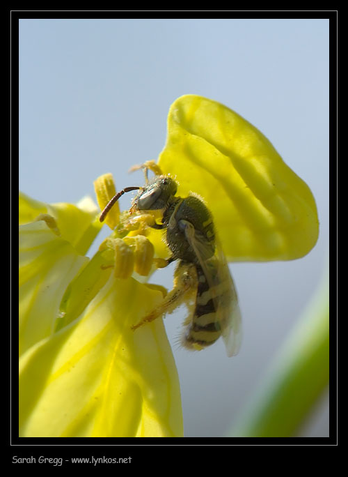 Phylanthus coronatus e altro imenottero