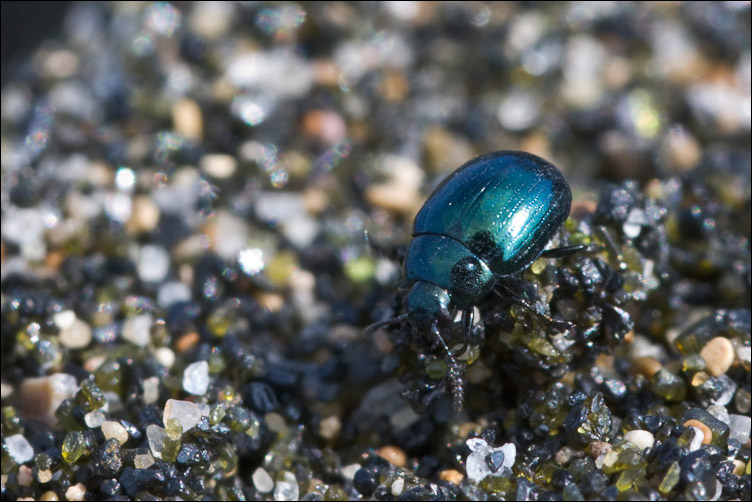 Piccolo coleottero (Chrysomelidae?) della spiaggia