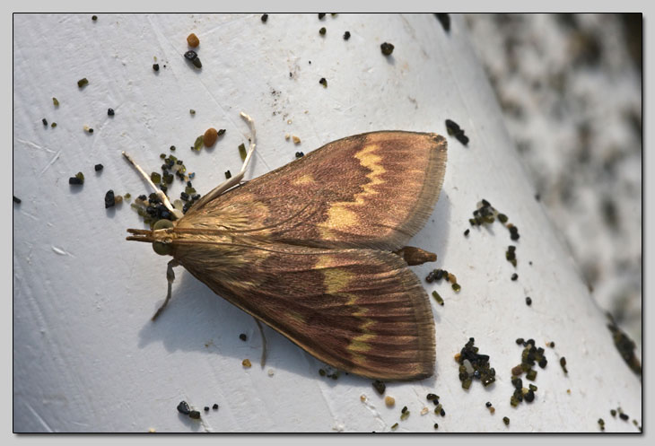 Lepidoptera da spiaggia - Ostrinia nubilalis