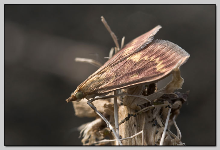 Lepidoptera da spiaggia - Ostrinia nubilalis