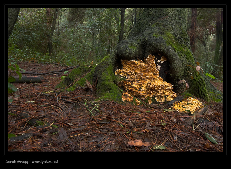 Fotoreportage di uno Stereum (credo!) (Stereum gausapatum)