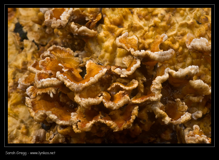 Fotoreportage di uno Stereum (credo!) (Stereum gausapatum)