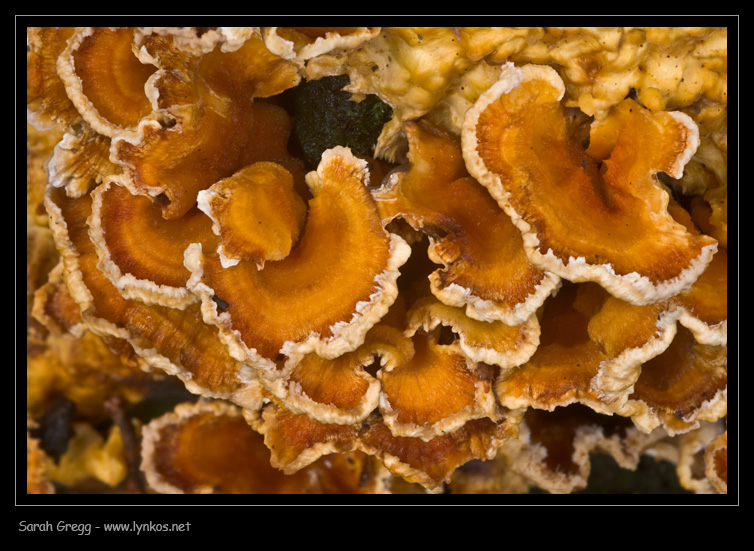Fotoreportage di uno Stereum (credo!) (Stereum gausapatum)