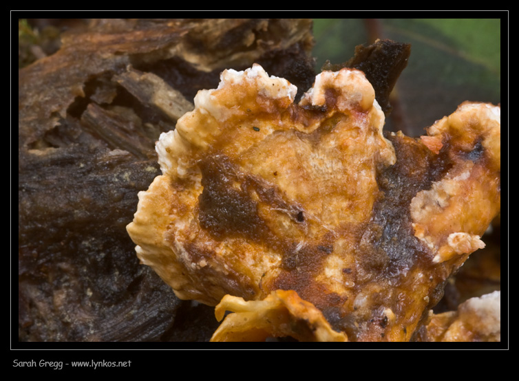 Fotoreportage di uno Stereum (credo!) (Stereum gausapatum)