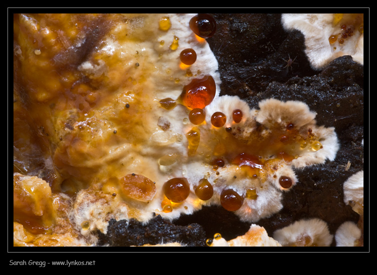 Fotoreportage di uno Stereum (credo!) (Stereum gausapatum)