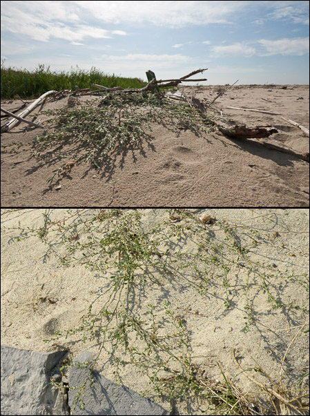 Polygonum maritimum vs. P. robertii
