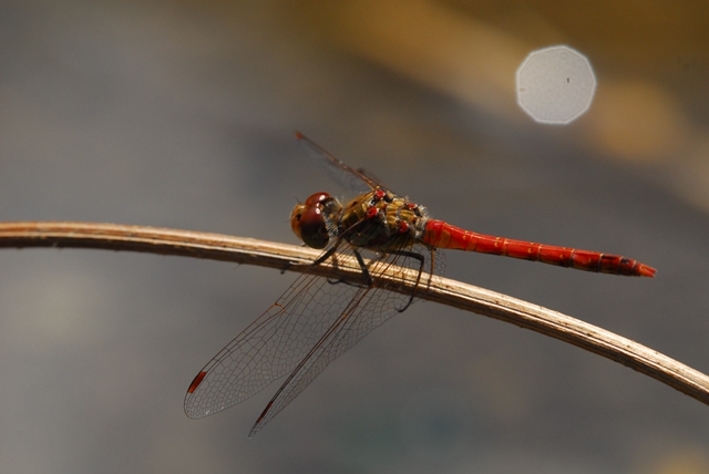 Libellula da identificare.- O. coerulescens, S. striolatum