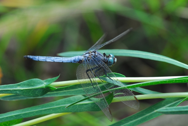 Libellula da identificare.- O. coerulescens, S. striolatum
