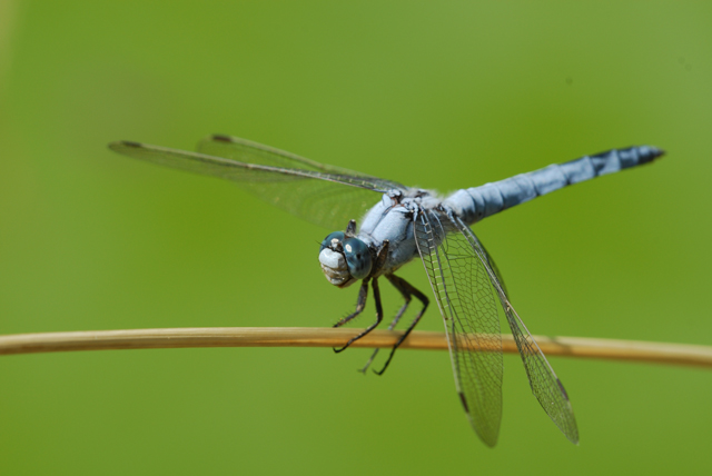 Orthetrum brunneum e Crocothemis erythraea