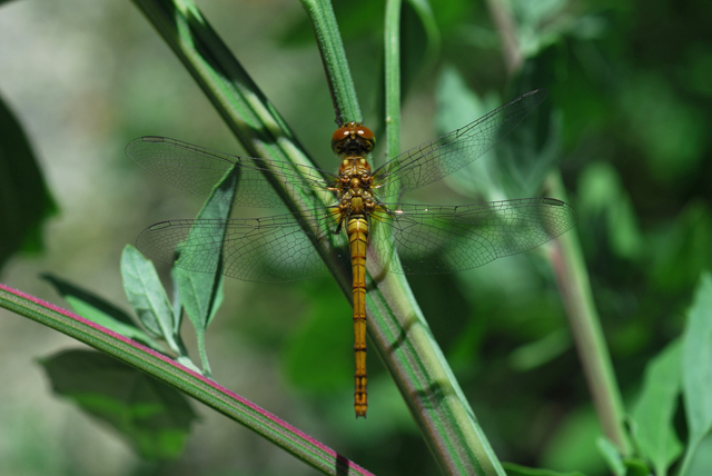 Onychogomphus uncatus e Sympetrum sanguineum