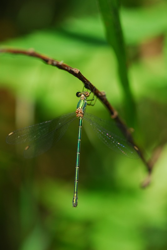 Identificazione..... femmina di Lestes sp.