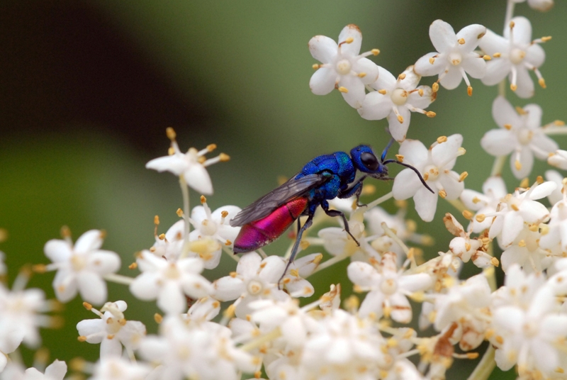 Vespina colorata quale specie? Chrysura refulgens