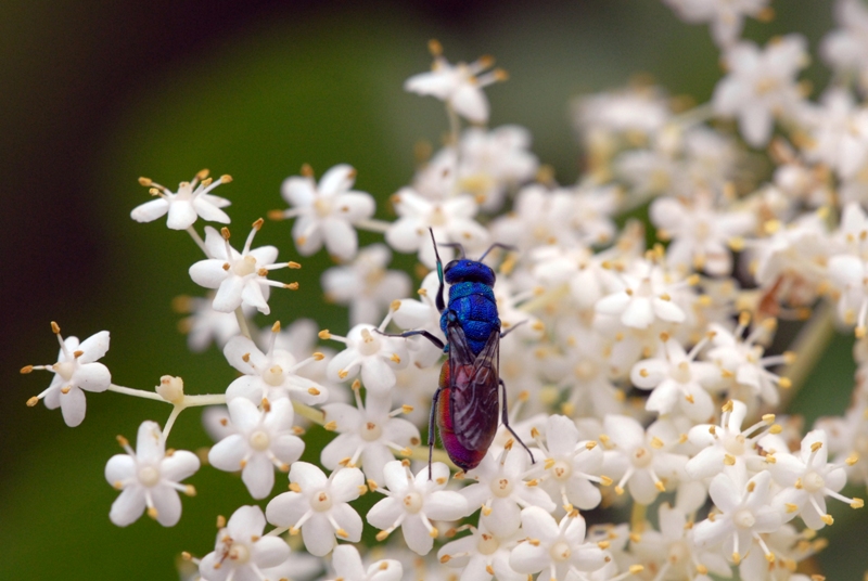 Vespina colorata quale specie? Chrysura refulgens